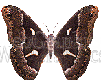 illustration - butterflyflyingaway-gif